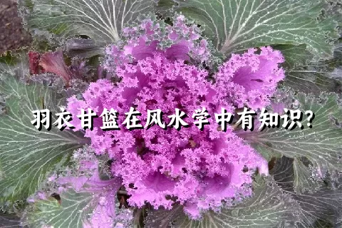 羽衣甘篮在风水学中有知识？