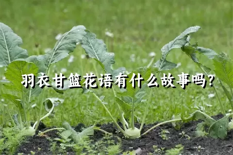 羽衣甘篮花语有什么故事吗？