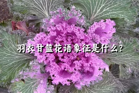 羽衣甘篮花语象征是什么？