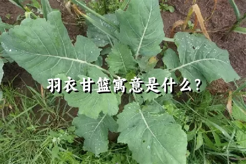 羽衣甘篮寓意是什么？