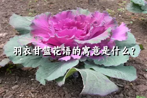 羽衣甘篮花语的寓意是什么？