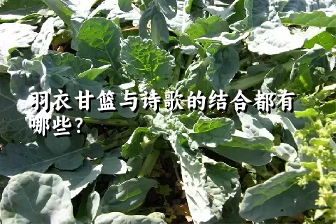 羽衣甘篮与诗歌的结合都有哪些？