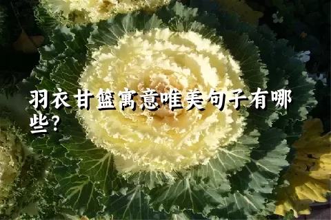 羽衣甘篮寓意唯美句子有哪些？