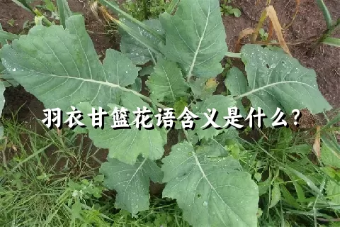 羽衣甘篮花语含义是什么？