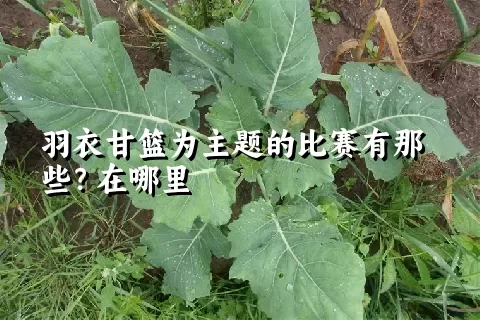 羽衣甘篮为主题的比赛有那些？在哪里