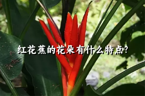 红花蕉的花朵有什么特点？