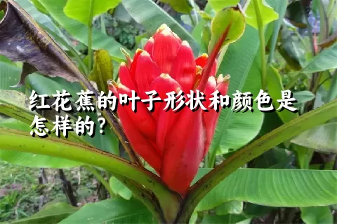 红花蕉的叶子形状和颜色是怎样的？