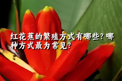 红花蕉的繁殖方式有哪些？哪种方式最为常见？