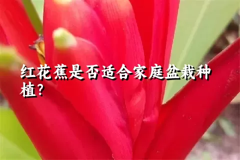 红花蕉是否适合家庭盆栽种植？