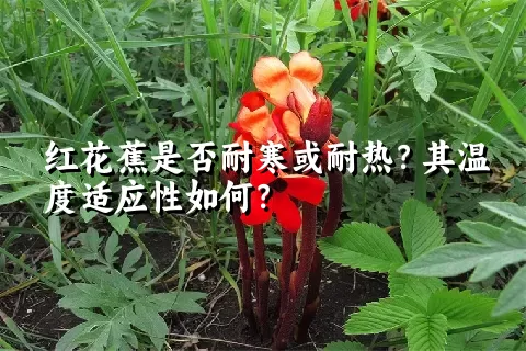 红花蕉是否耐寒或耐热？其温度适应性如何？