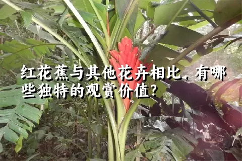 红花蕉与其他花卉相比，有哪些独特的观赏价值？