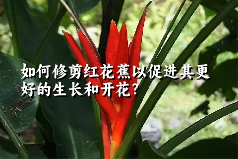 如何修剪红花蕉以促进其更好的生长和开花？