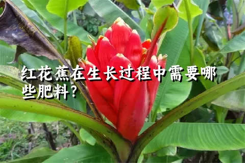 红花蕉在生长过程中需要哪些肥料？