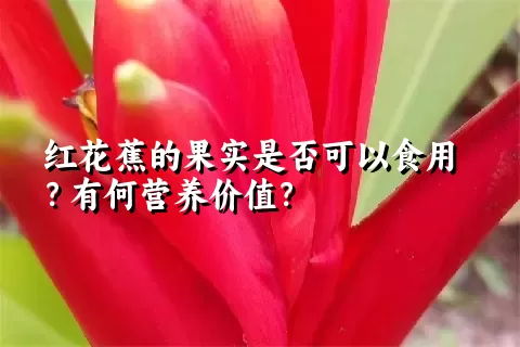 红花蕉的果实是否可以食用？有何营养价值？