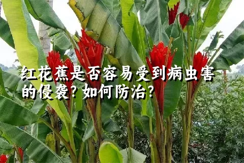 红花蕉是否容易受到病虫害的侵袭？如何防治？