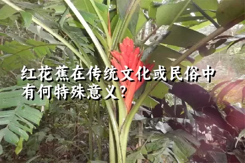 红花蕉在传统文化或民俗中有何特殊意义？