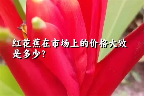 红花蕉在市场上的价格大致是多少？