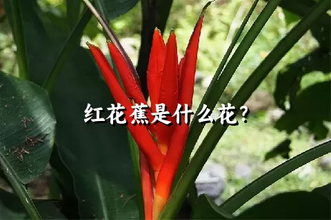 红花蕉是什么花？