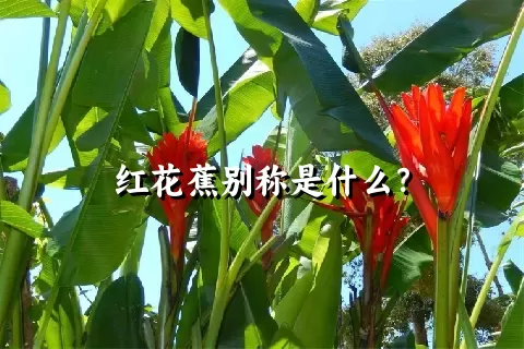 红花蕉别称是什么？