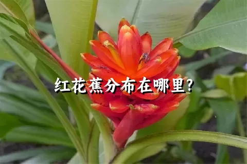 红花蕉分布在哪里?