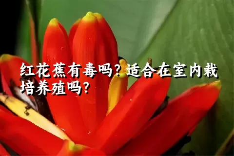 红花蕉有毒吗？适合在室内栽培养殖吗？