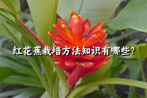 红花蕉栽培方法知识有哪些？