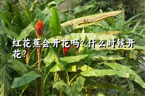 红花蕉会开花吗？什么时候开花？