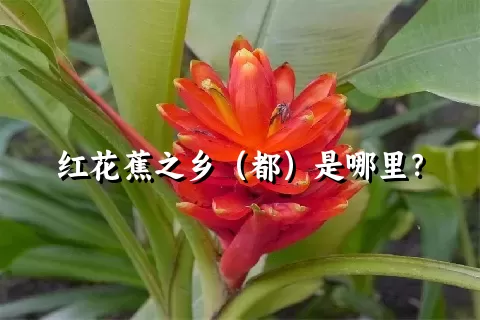 红花蕉之乡（都）是哪里？