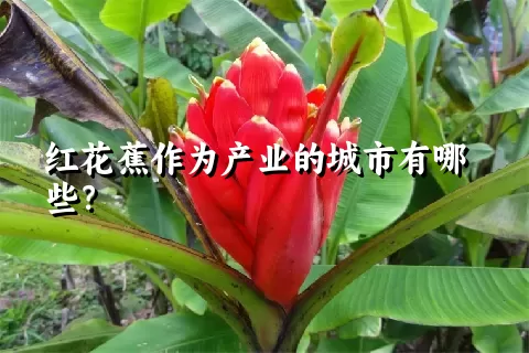 红花蕉作为产业的城市有哪些？