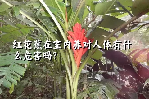 红花蕉在室内养对人体有什么危害吗？