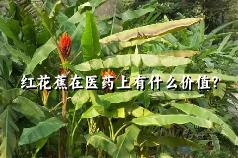 红花蕉在医药上有什么价值？