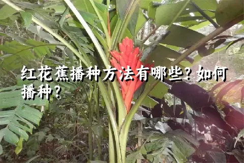 红花蕉播种方法有哪些？如何播种？