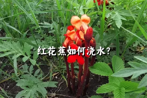 红花蕉如何浇水？