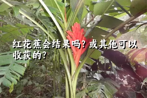 红花蕉会结果吗？或其他可以收获的？