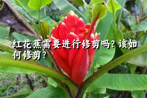 红花蕉需要进行修剪吗？该如何修剪？