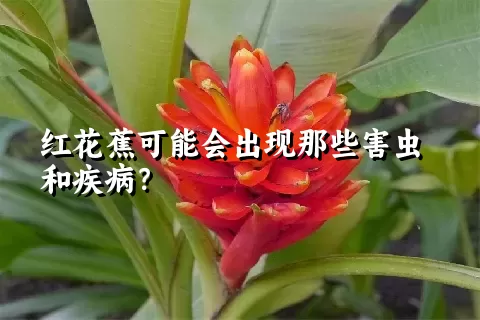 红花蕉可能会出现那些害虫和疾病？