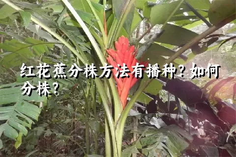 红花蕉分株方法有播种？如何分株？