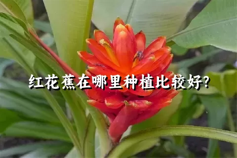 红花蕉在哪里种植比较好？