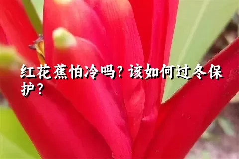 红花蕉怕冷吗？该如何过冬保护？