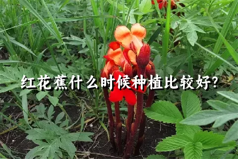 红花蕉什么时候种植比较好？