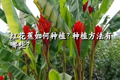 红花蕉如何种植？种植方法有哪些？