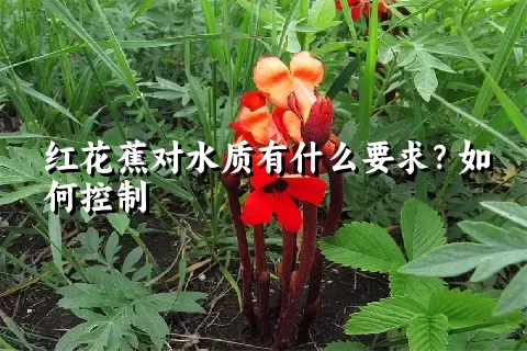 红花蕉对水质有什么要求？如何控制