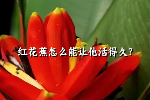 红花蕉怎么能让他活得久？