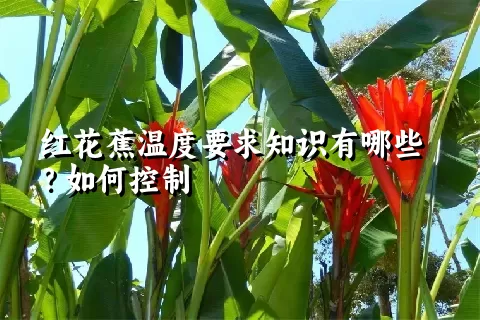 红花蕉温度要求知识有哪些？如何控制