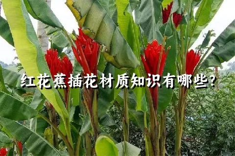 红花蕉插花材质知识有哪些？