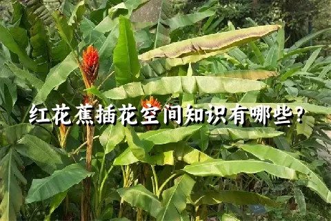 红花蕉插花空间知识有哪些？