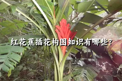 红花蕉插花构图知识有哪些？