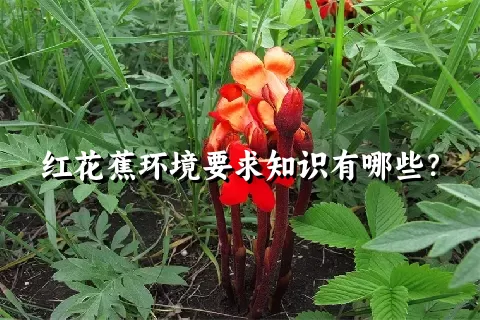 红花蕉环境要求知识有哪些？