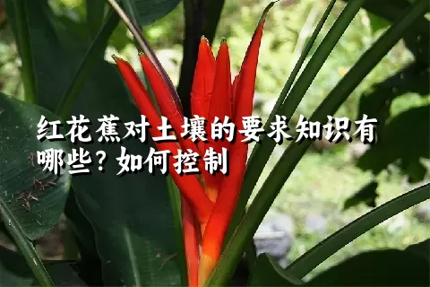 红花蕉对土壤的要求知识有哪些？如何控制