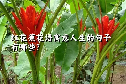 红花蕉花语寓意人生的句子有哪些？